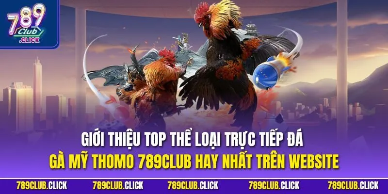 Giới thiệu top thể loại trực tiếp đá gà Mỹ Thomo 789CLUB hay nhất trên website