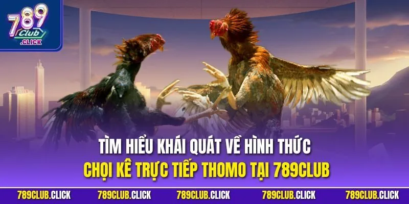 Tìm hiểu khái quát về hình thức chọi kê trực tiếp Thomo tại 789CLUB